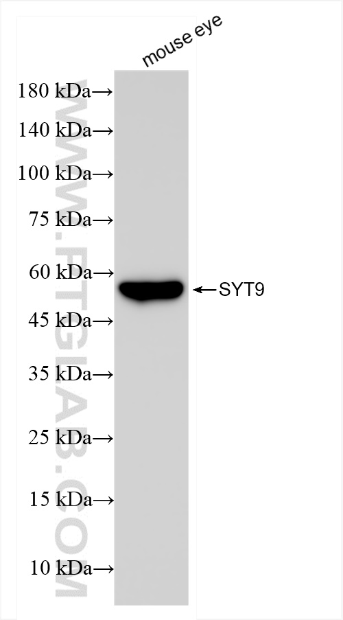 Western Blot (WB) analysis of mouse eye tissue using Synaptotagmin-9 Recombinant antibody (84123-3-RR)