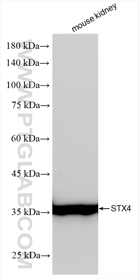 Western Blot (WB) analysis of various lysates using Syntaxin 4 Recombinant antibody (86181-1-RR)