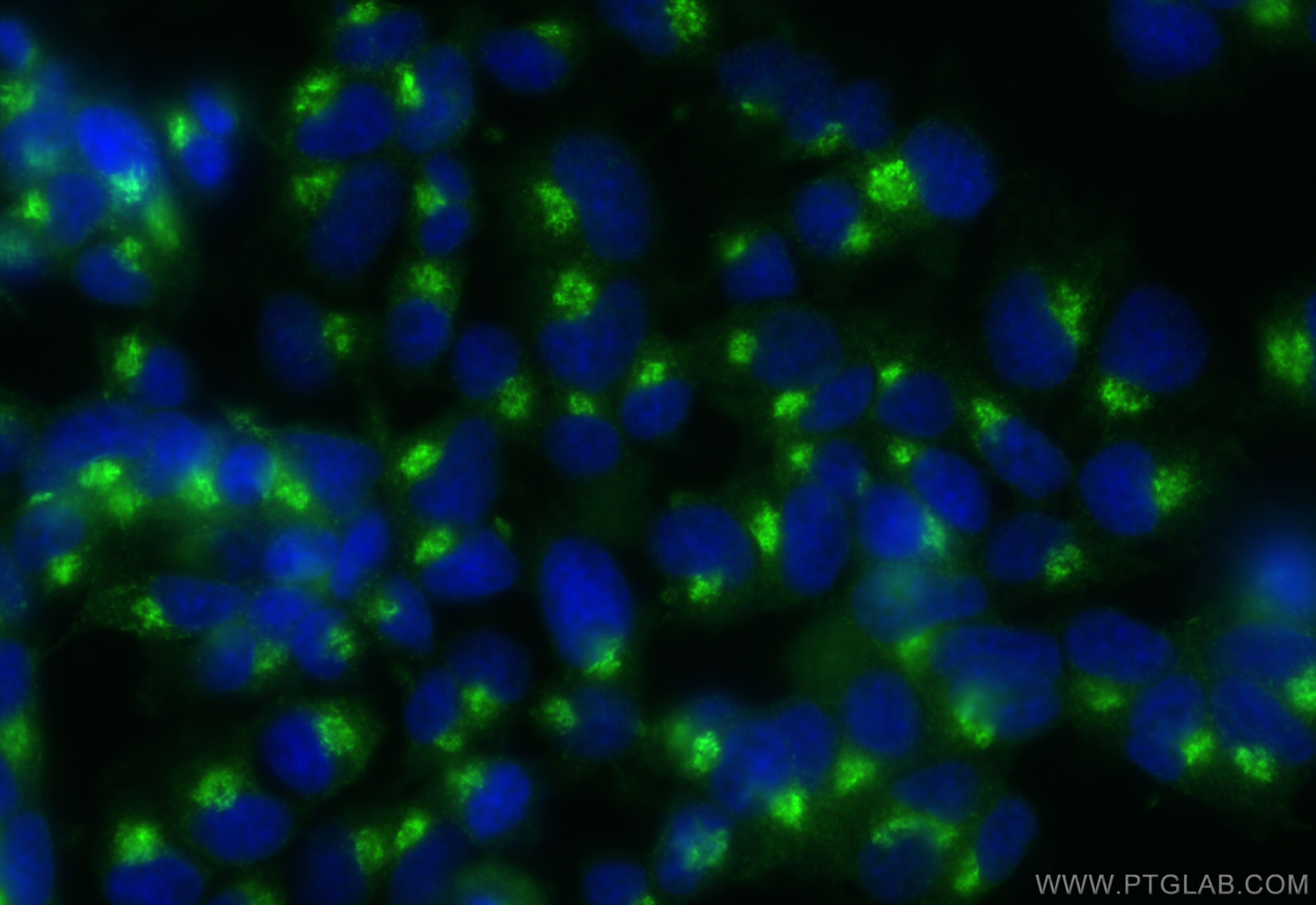 Immunofluorescence (IF) / fluorescent staining of PC-12 cells using CoraLite® Plus 488-conjugated Syntaxin 6 Recombina (CL488-84627-5)