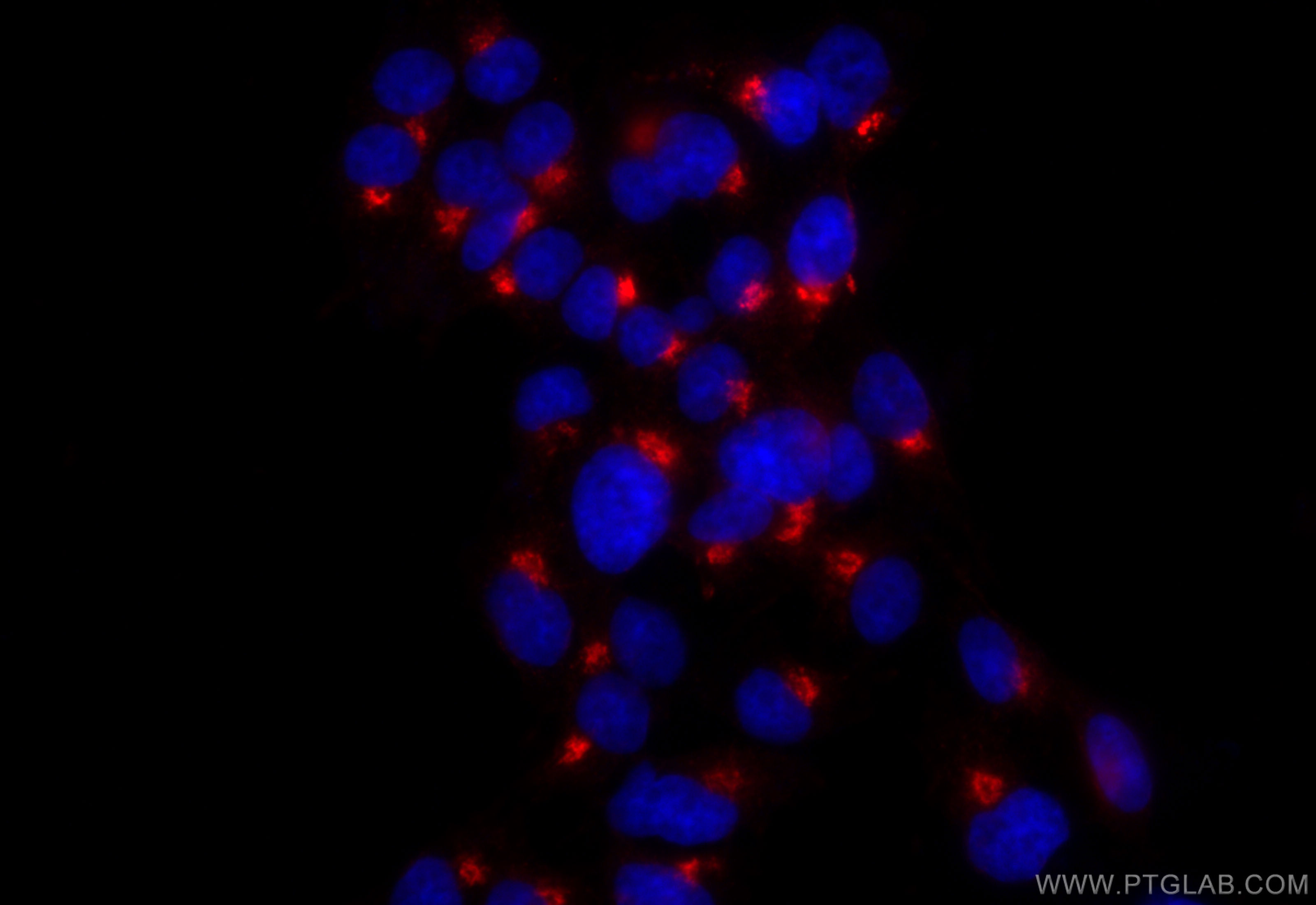 Immunofluorescence (IF) / fluorescent staining of PC-12 cells using CoraLite®594-conjugated Syntaxin 6 Recombinant ant (CL594-84627-5)