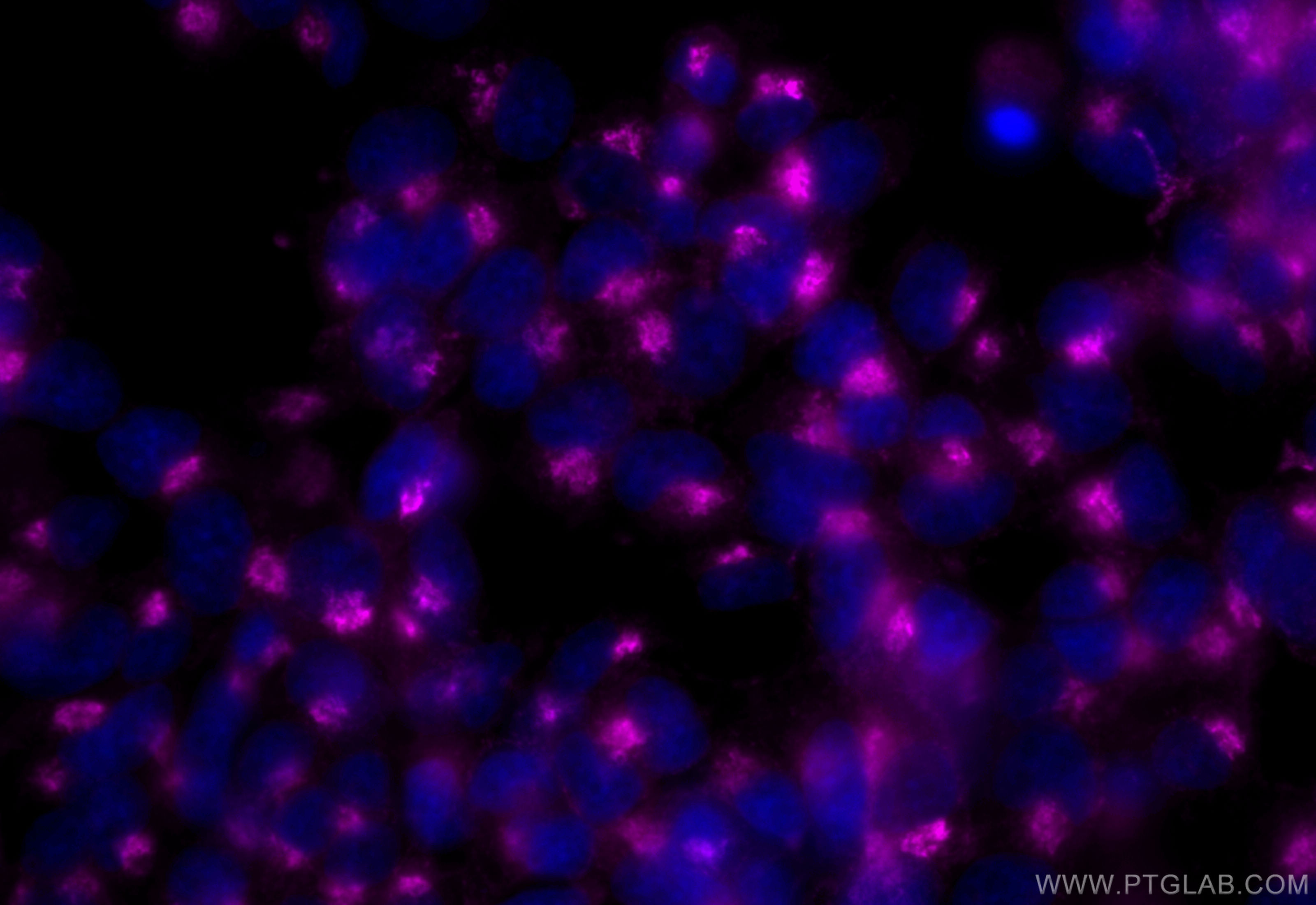 Immunofluorescence (IF) / fluorescent staining of PC-12 cells using CoraLite® Plus 647-conjugated Syntaxin 6 Recombina (CL647-84627-5)