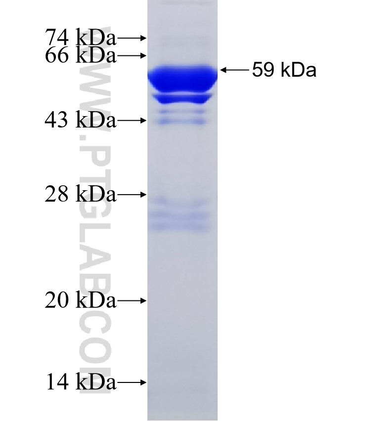 T7 RNA polymerase fusion protein Ag32001 SDS-PAGE