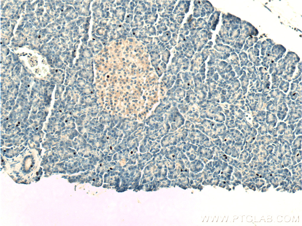 Immunohistochemistry (IHC) staining of human pancreas tissue using TAC1 Polyclonal antibody (13839-1-AP)