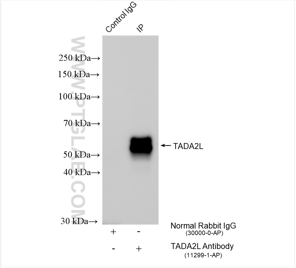 Immunoprecipitation (IP) experiment of mouse testis tissue using TADA2L Polyclonal antibody (11299-1-AP)