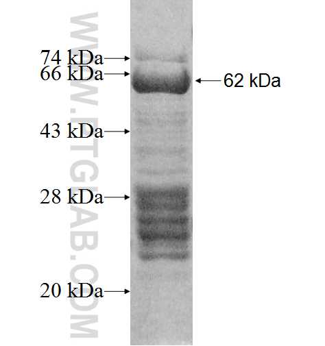 TAF1D fusion protein Ag10014 SDS-PAGE