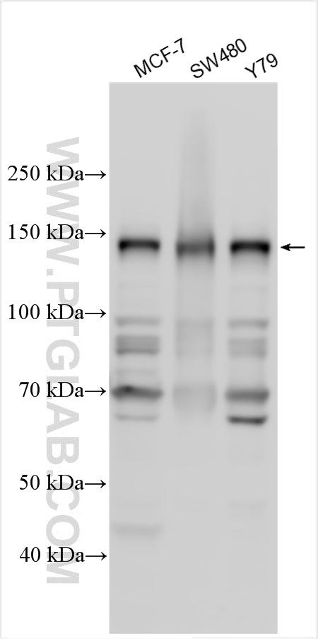 Western Blot (WB) analysis of various lysates using TAF3 Polyclonal antibody (18901-1-AP)