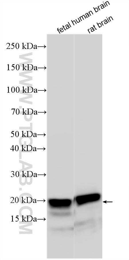 Western Blot (WB) analysis of various lysates using TAGLN3 Polyclonal antibody (12246-1-AP)