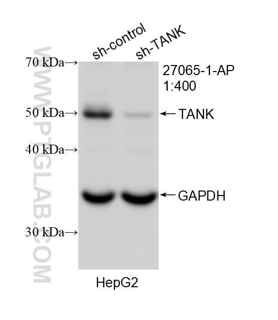 Western Blot (WB) analysis of HepG2 cells using TANK Polyclonal antibody (27065-1-AP)