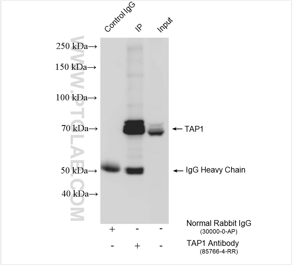 Immunoprecipitation (IP) experiment of HepG2 cells using TAP1 Recombinant antibody (85766-4-RR)