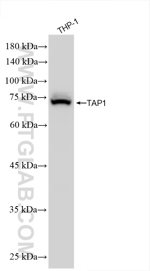 Western Blot (WB) analysis of THP-1 cells using TAP1 Recombinant antibody (85766-4-RR)