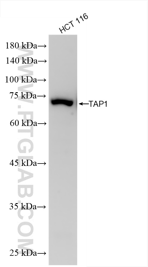 Western Blot (WB) analysis of HCT 116 cells using TAP1 Recombinant antibody (85766-4-RR)