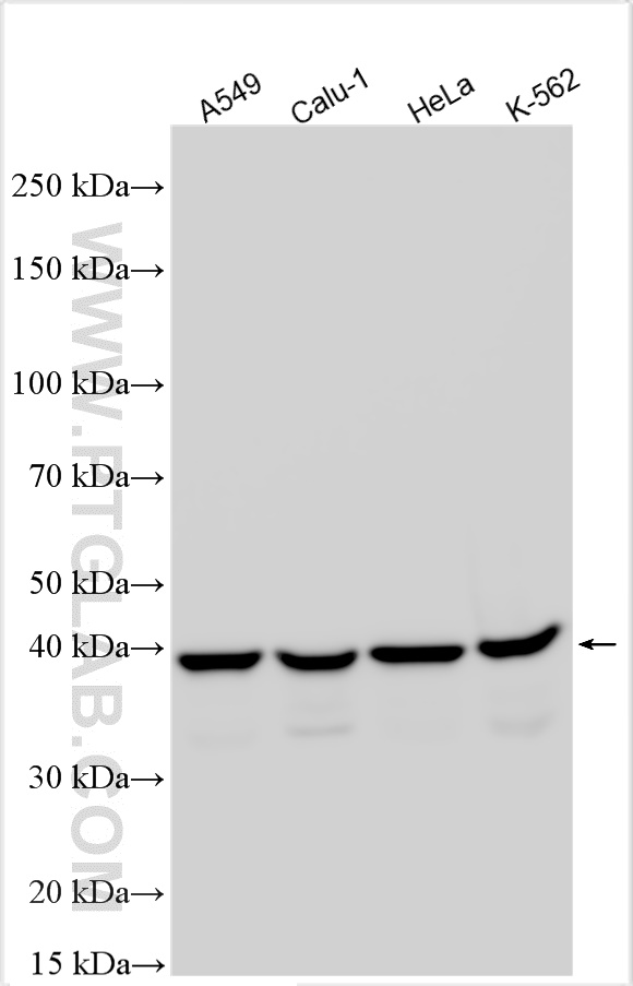 Western Blot (WB) analysis of various lysates using TDP-43 (C-terminal) Polyclonal antibody (12892-1-AP)