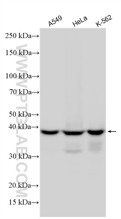 Western Blot (WB) analysis of various lysates using TDP-43 (C-terminal) Polyclonal antibody (12892-1-AP)