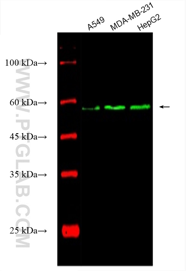 Western Blot (WB) analysis of various lysates using CoraLite® Plus 488-conjugated WWTR1 Monoclonal ant (CL488-66500)