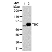 TBK1 mAb tested by Western blot. TBK1 detection by Western blot. The analysis of TBK1 was performed using TBK1 mAb at a 2 ug/ml dilution and nuclear extract from 293 cells (lane 1) and nuclear extract from 293 cells that had been transfected with human TBK1 cDNA (lane 2).