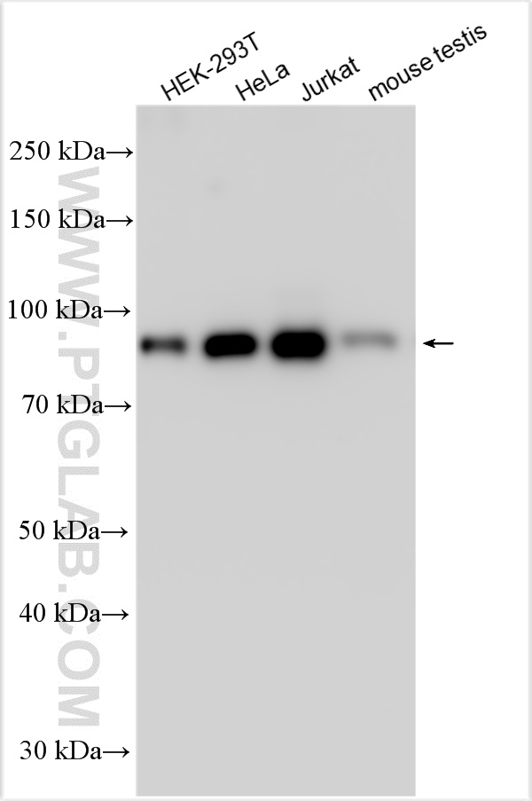 Western Blot (WB) analysis of various lysates using TBL3 Polyclonal antibody (31150-1-AP)