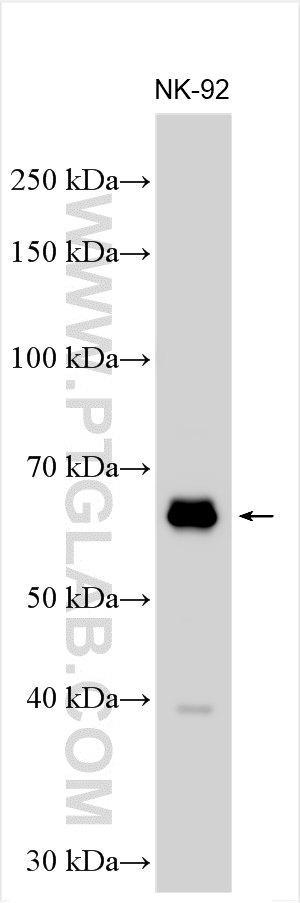 Western Blot (WB) analysis of various lysates using TBX21/T-bet Polyclonal antibody (13700-1-AP)