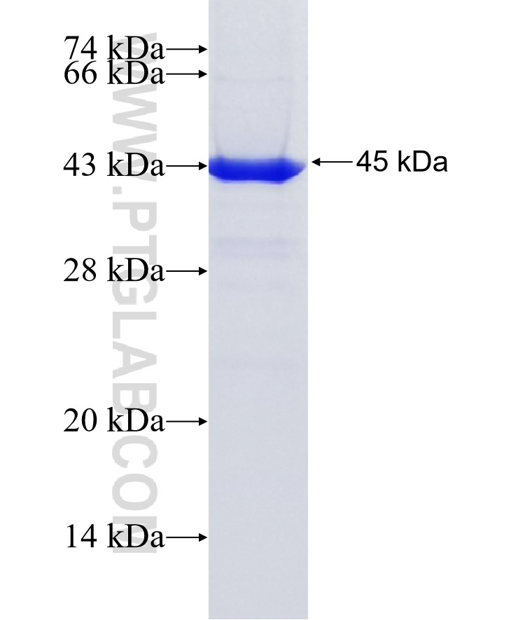 TBX21,T-bet fusion protein Ag28378 SDS-PAGE