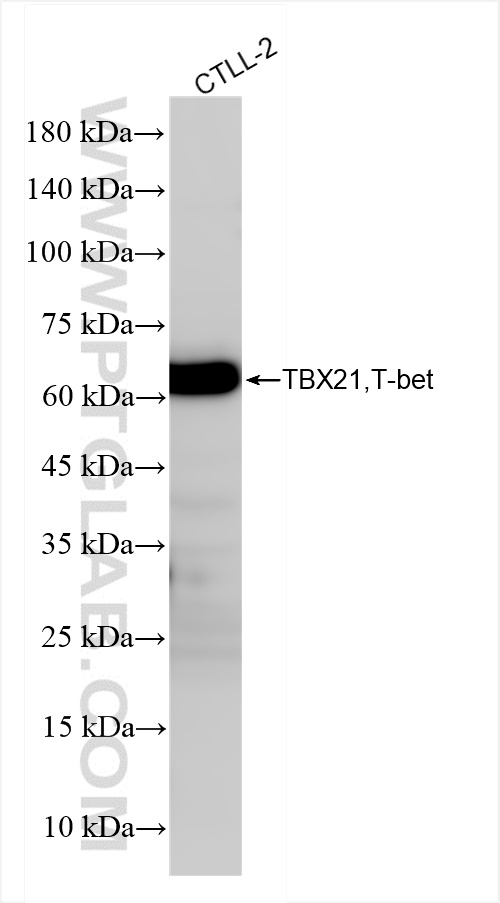 Western Blot (WB) analysis of CTLL-2 cells using TBX21,T-bet Recombinant antibody (83804-6-RR)