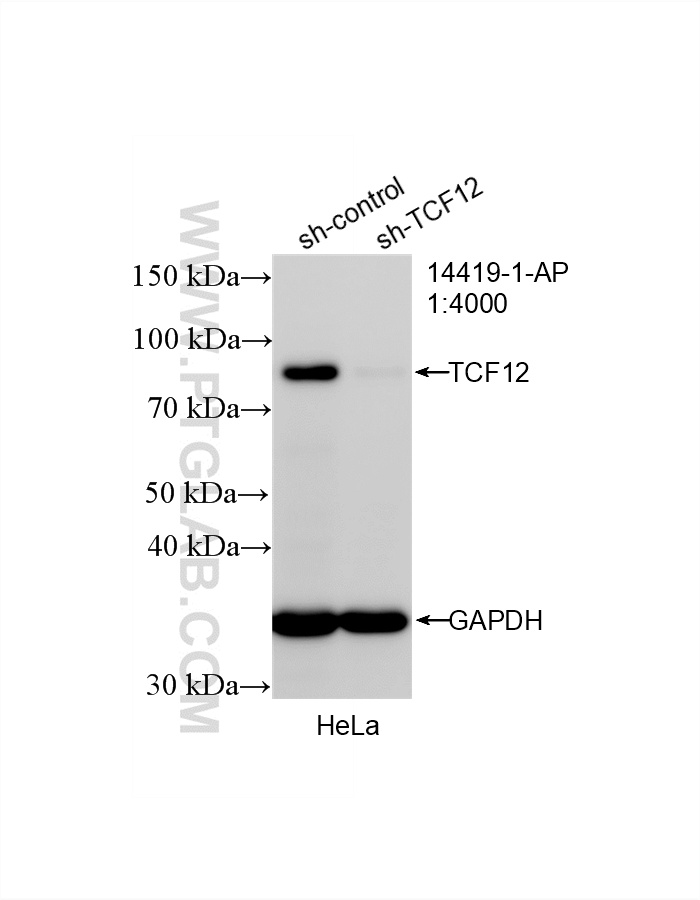 Western Blot (WB) analysis of HeLa cells using TCF12/HEB Polyclonal antibody (14419-1-AP)