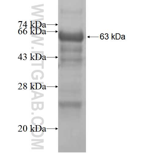 TCF19 fusion protein Ag5864 SDS-PAGE