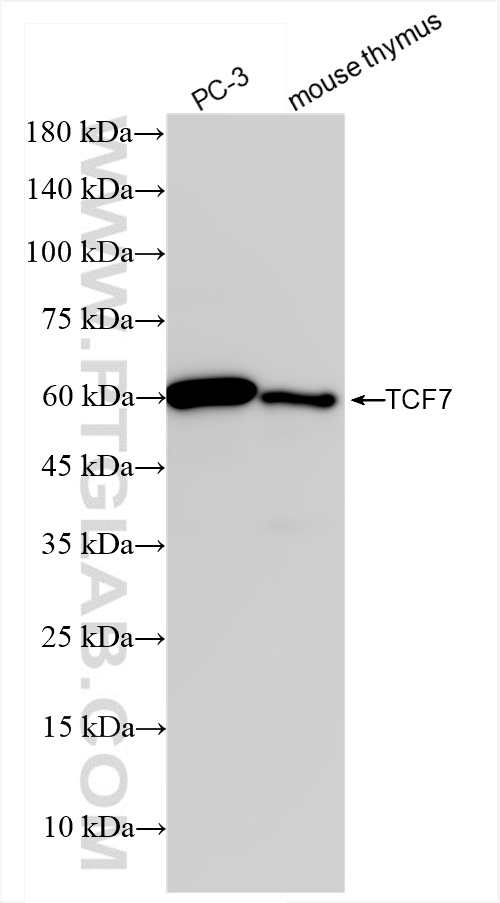 TCF1/TCF7