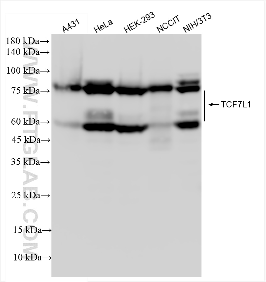 Western Blot (WB) analysis of various lysates using TCF7L1 Recombinant antibody (83588-3-RR)