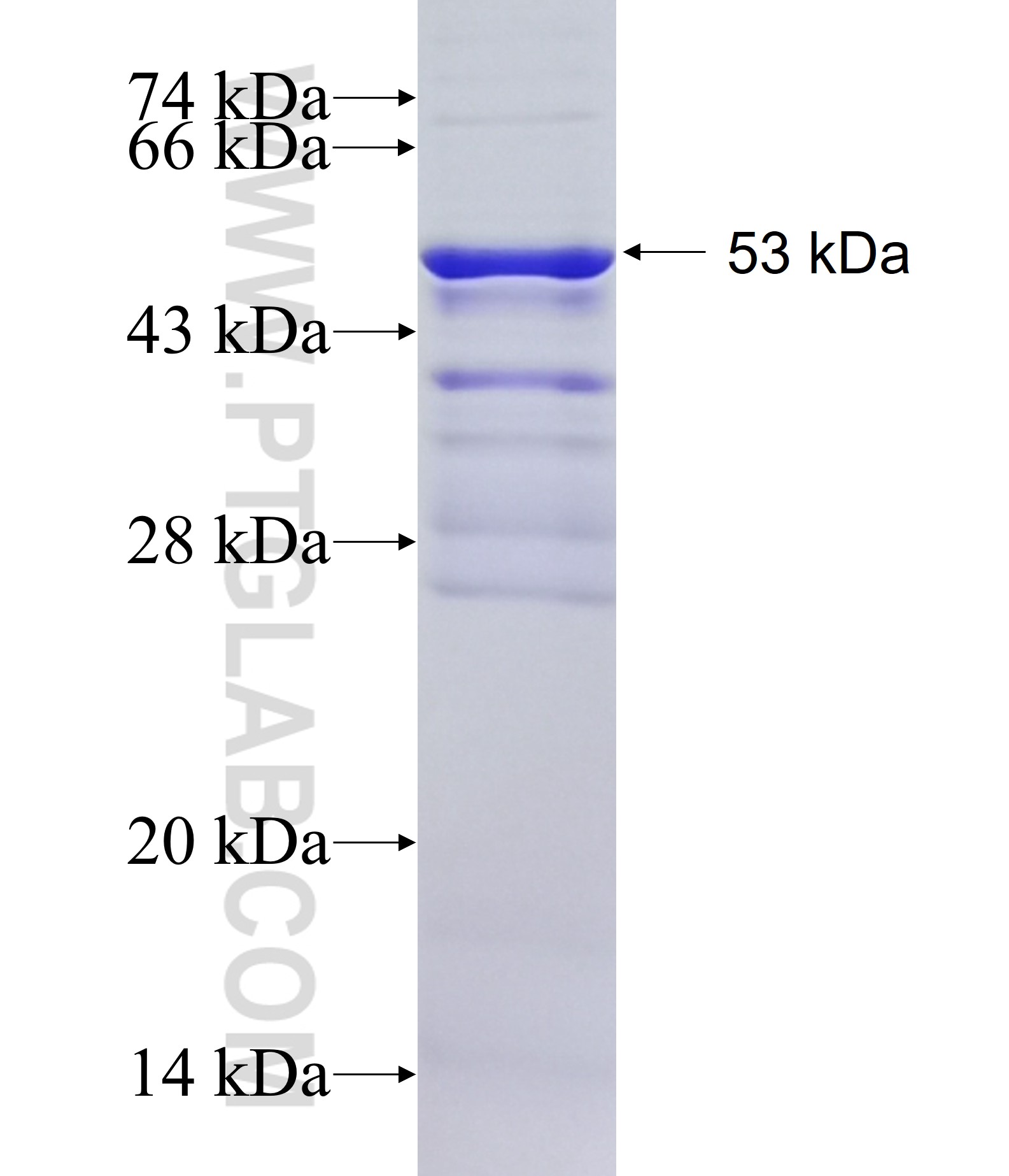 TCF7L1 fusion protein Ag34253 SDS-PAGE