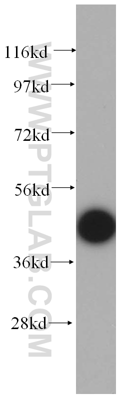 Western Blot (WB) analysis of HepG2 cells using TCP10 Polyclonal antibody (14538-1-AP)