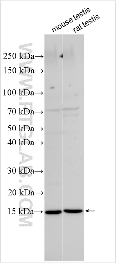 Western Blot (WB) analysis of various lysates using TCTEX1D2 Polyclonal antibody (26994-1-AP)