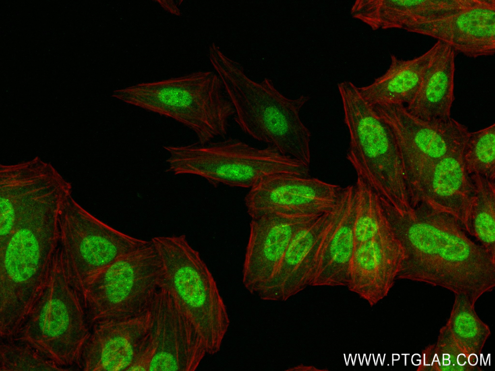 Immunofluorescence (IF) / fluorescent staining of HepG2 cells using TDG Recombinant antibody (83780-3-RR)