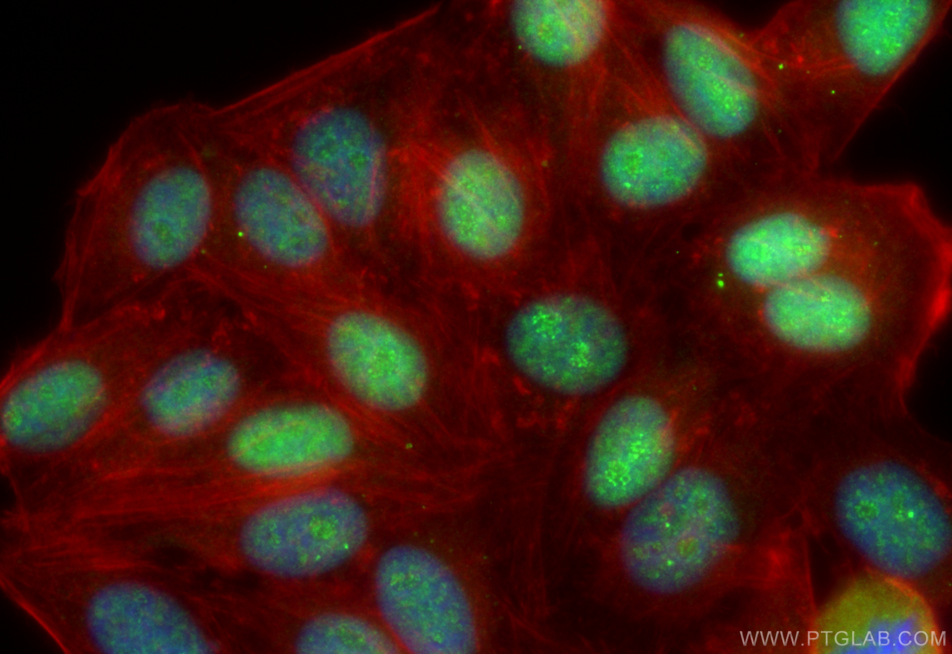 Immunofluorescence (IF) / fluorescent staining of HepG2 cells using CoraLite® Plus 488-conjugated TDG Recombinant anti (CL488-83780-3)