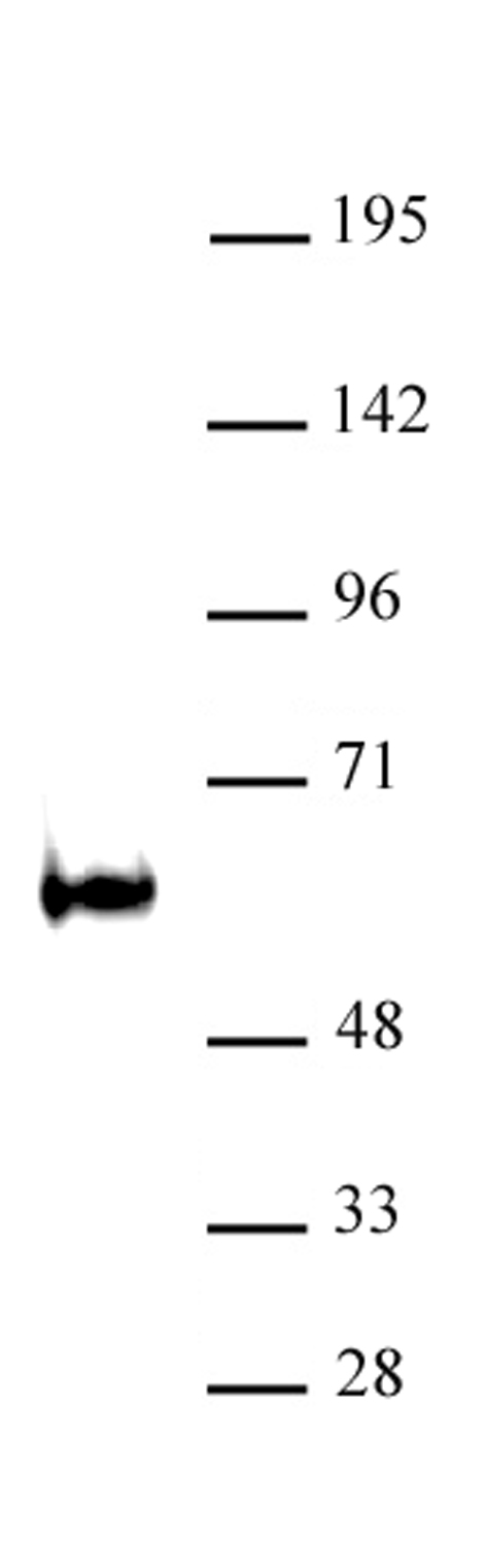 TDG / Thymine-DNA glycosylase antibody (pAb) tested by Western blot Nuclear extract of P19 cells (30 ug) probed with TDG / Thymine-DNA glycosylase antibody (1:500).