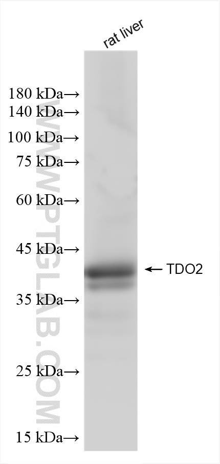 Western Blot (WB) analysis of rat liver tissue using TDO2 Recombinant antibody (83236-2-RR)