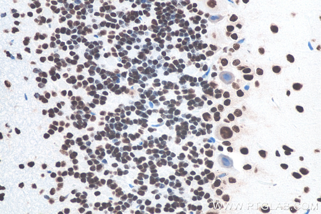 Immunohistochemistry (IHC) staining of rat cerebellum tissue using TDP-43 (N-terminal) Recombinant monoclonal antibod (80001-1-RR)