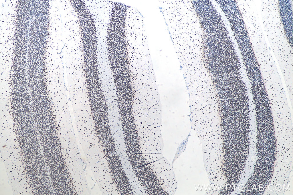Immunohistochemistry (IHC) staining of rat cerebellum tissue using TDP-43 (N-terminal) Recombinant monoclonal antibod (80001-1-RR)