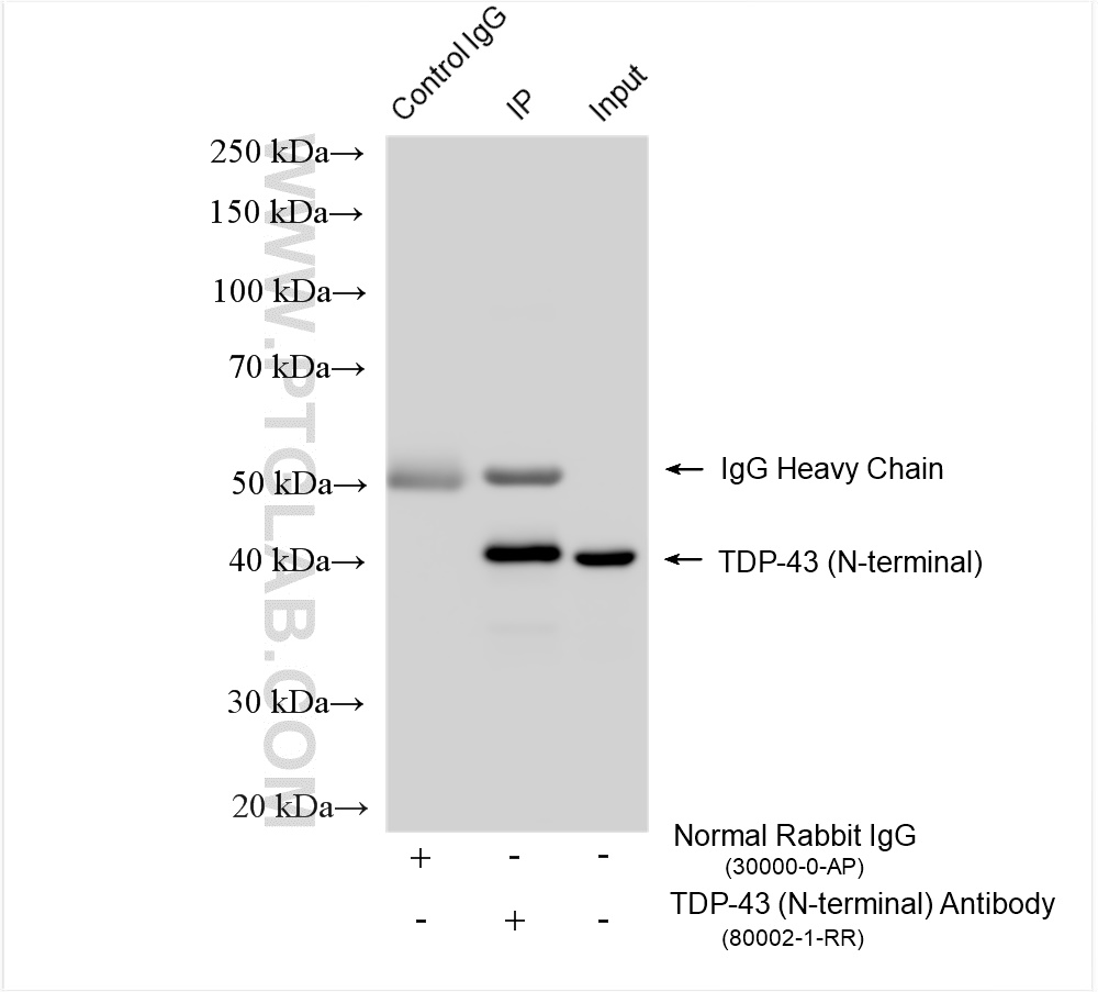 Immunoprecipitation (IP) experiment of HeLa cells using TDP-43 (N-terminal) Recombinant antibody (80002-1-RR)