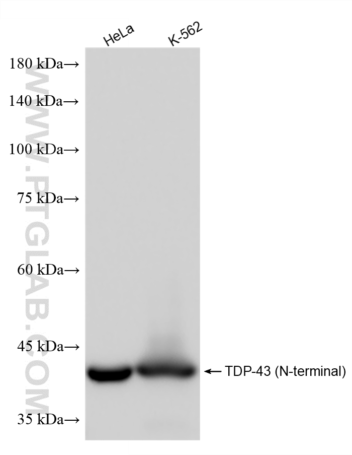 Western Blot (WB) analysis of various lysates using TDP-43 (N-terminal) Recombinant monoclonal antibod (80002-1-RR)