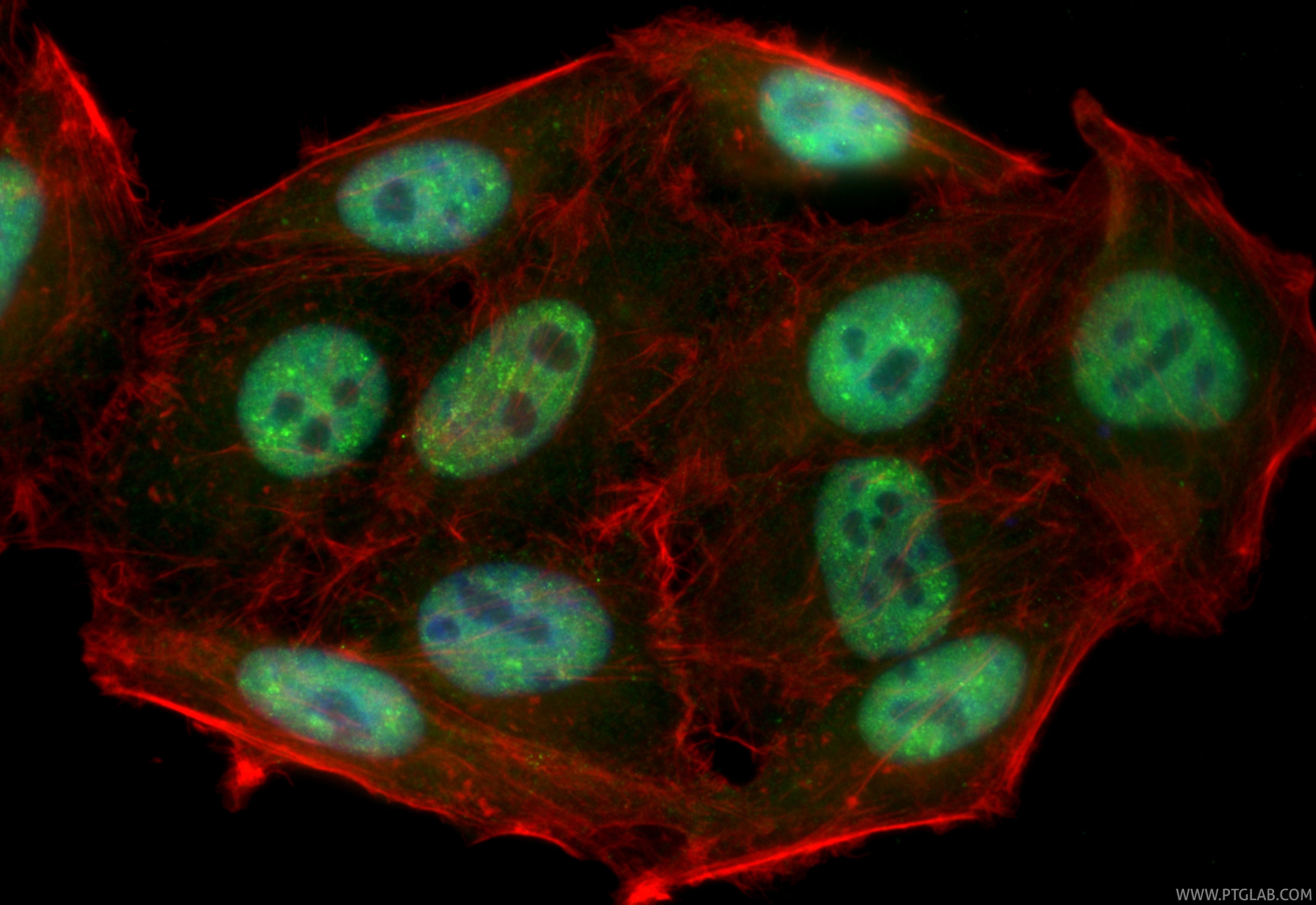Immunofluorescence (IF) / fluorescent staining of HepG2 cells using CoraLite® Plus 488-conjugated TDP-43 Polyclonal an (CL488-10782)