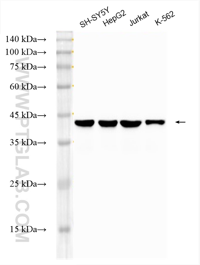 Western Blot (WB) analysis of various lysates using HRP-conjugated TDP-43 (human specific) Monoclonal  (HRP-60019)