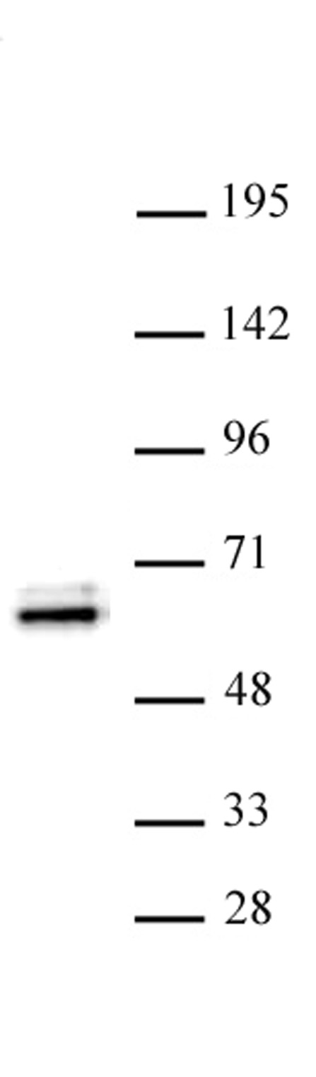 TEAD1 antibody (pAb) tested by Western blot. Detection of TEAD1 by Western blot analysis. Nuclear extract of JEG cells (30 ug) probed with TEAD1 antibody at a dilution of 1:500.