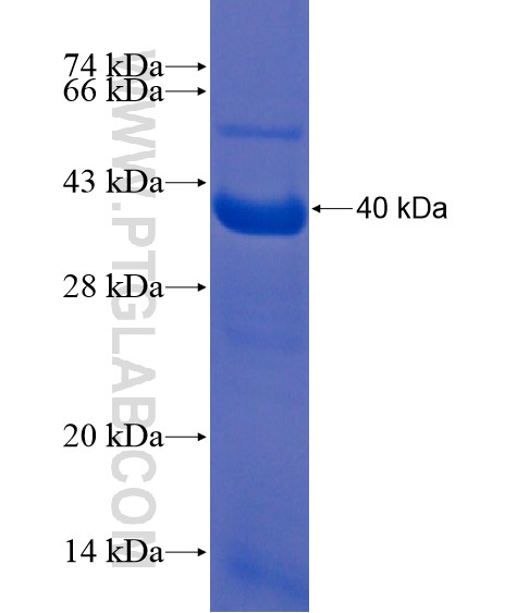 TECTB fusion protein Ag21610 SDS-PAGE