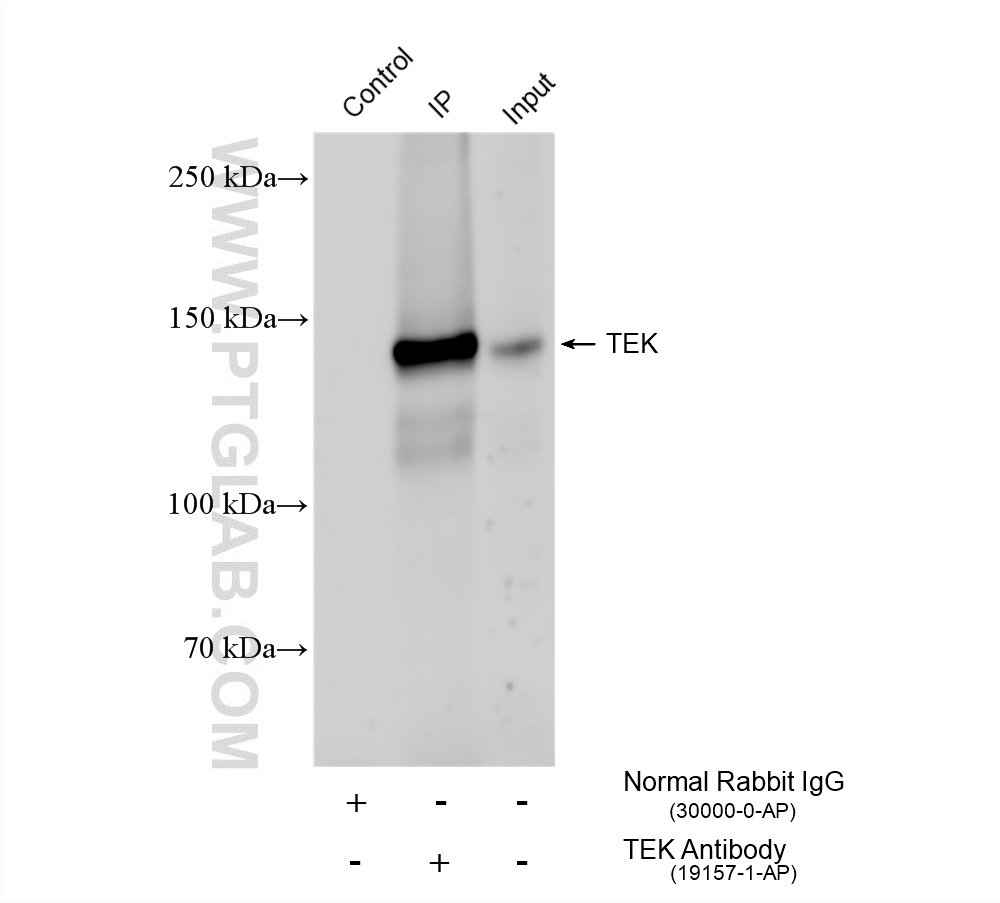 Immunoprecipitation (IP) experiment of mouse lung tissue using Tie-2/CD202b Polyclonal antibody (19157-1-AP)