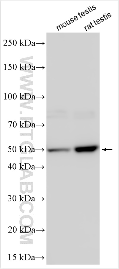 Western Blot (WB) analysis of various lysates using TEKT2 Polyclonal antibody (13518-1-AP)