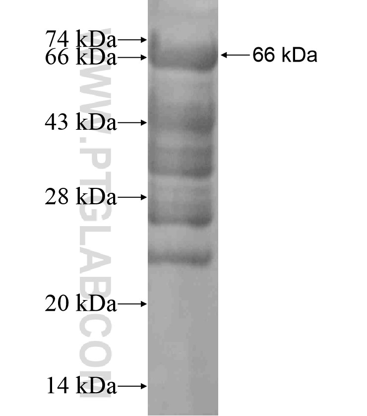 TET3 fusion protein Ag18379 SDS-PAGE