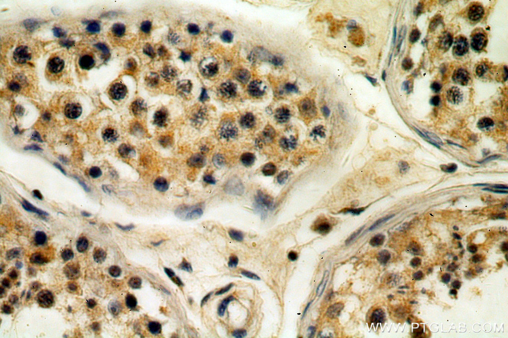 Immunohistochemistry (IHC) staining of human testis tissue using TEX13A Polyclonal antibody (18888-1-AP)