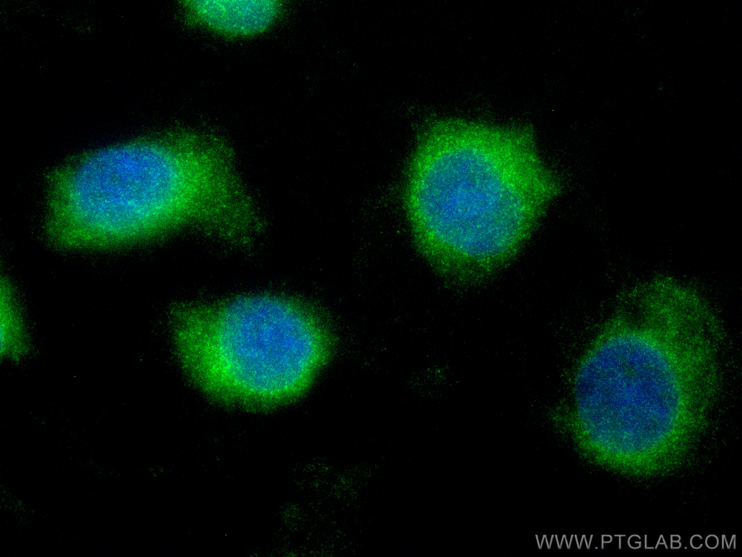 Immunofluorescence (IF) / fluorescent staining of U-251 cells using CoraLite® Plus 488-conjugated TEX264 Polyclonal an (CL488-25858)