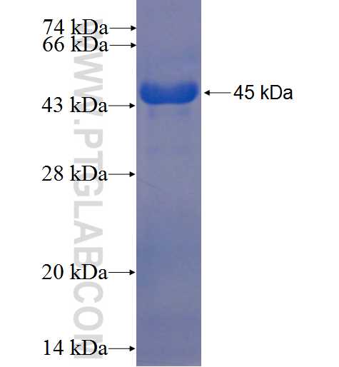 TEX264 fusion protein Ag23067 SDS-PAGE