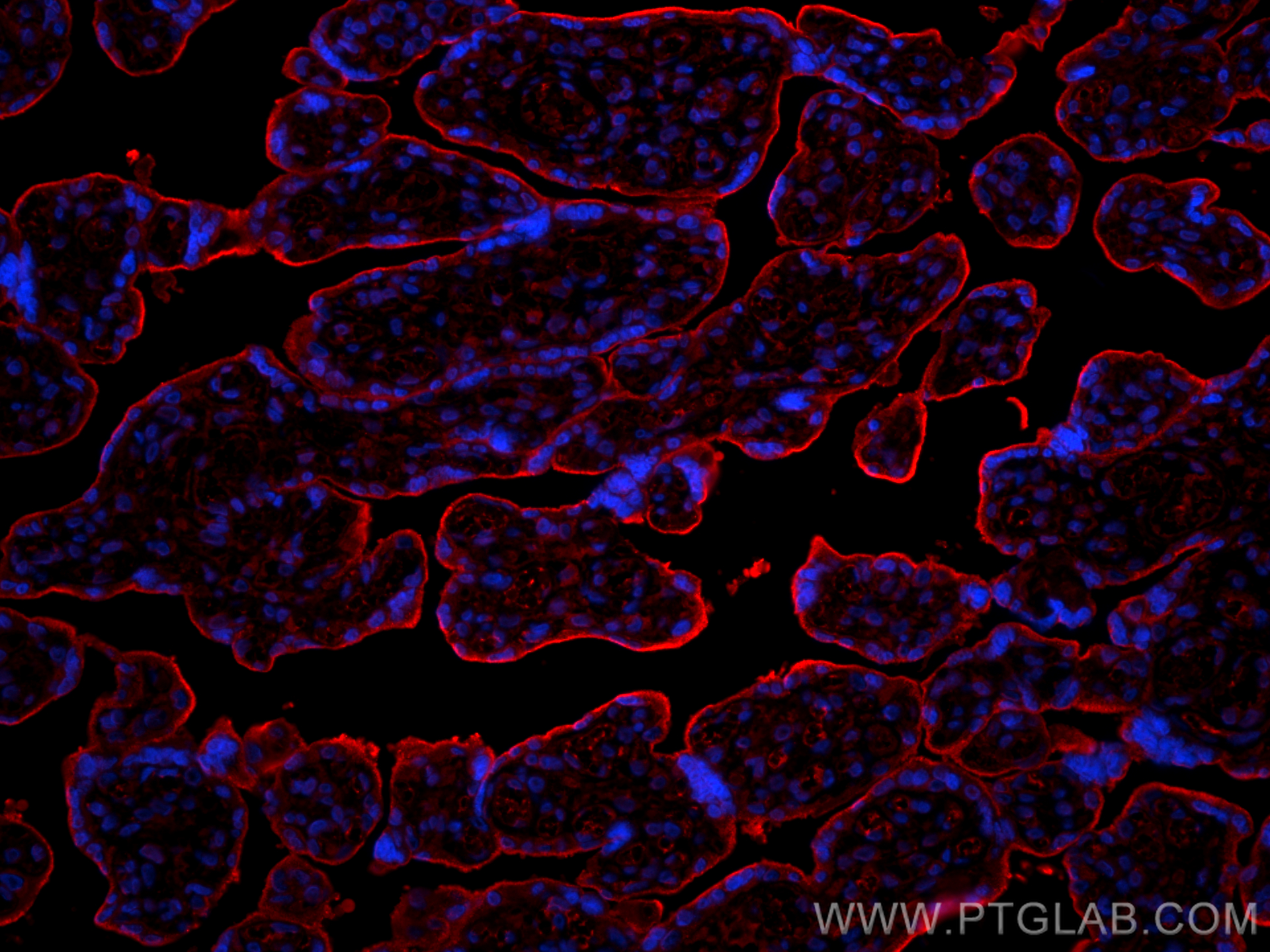 Immunofluorescence (IF) / fluorescent staining of human placenta tissue using Transferrin/TF Polyclonal antibody (17435-1-AP)