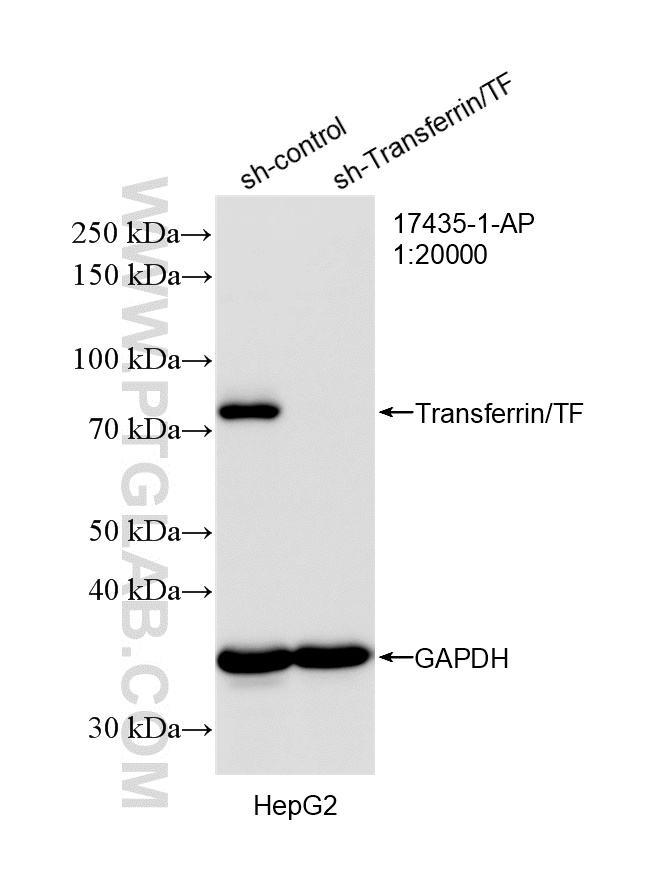 Western Blot (WB) analysis of HepG2 cells using Transferrin/TF Polyclonal antibody (17435-1-AP)